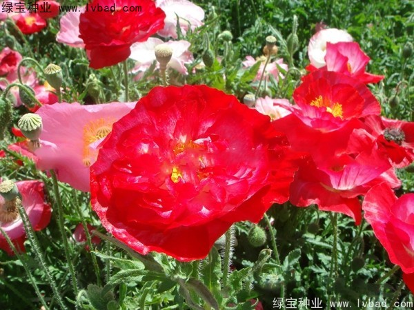 <a href='http://www.njszjj.com/caohuazhongzi/1025.html' target='_blank'>冰島虞美人種子</a>