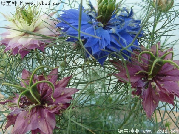 <a href='http://www.njszjj.com/caohuazhongzi/1026.html' target='_blank'>波斯寶石</a>
