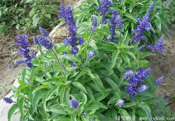 <a href='http://www.njszjj.com/caohuazhongzi/1044.html' target='_blank'>芳香鼠尾草種子</a>