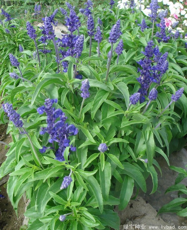 <a href='http://www.njszjj.com/caohuazhongzi/1044.html' target='_blank'>芳香鼠尾草</a>種子