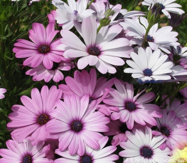 南非州<a href='http://www.njszjj.com/caohuazhongzi/1631.html' target='_blank'>萬壽菊</a>非洲菊.jpg