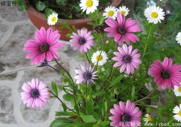 <a href='http://www.njszjj.com/caohuazhongzi/1047.html' target='_blank'>非洲萬壽菊</a>種子