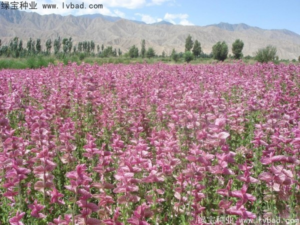 粉花<a href='http://www.njszjj.com/caohuazhongzi/1626.html' target='_blank'>鼠尾草</a>種子