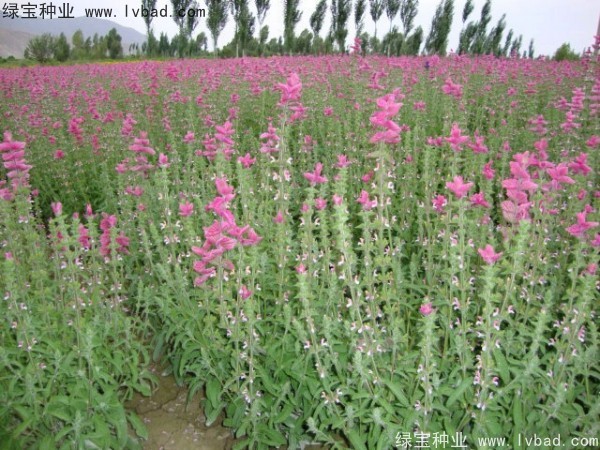 <a href='http://www.njszjj.com/caohuazhongzi/1048.html' target='_blank'>粉花鼠尾草種子</a>