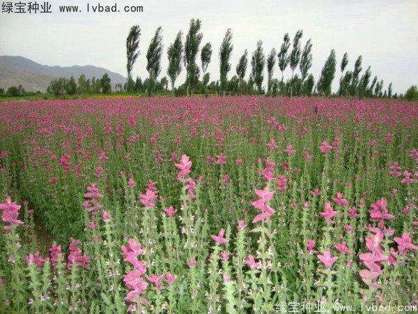 <a href='http://www.njszjj.com/caohuazhongzi/1048.html' target='_blank'>粉花鼠尾草</a><a href='http://www.njszjj.com/' target='_blank'>種子</a>