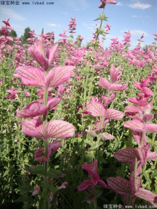粉花<a href='http://www.njszjj.com/caohuazhongzi/1626.html' target='_blank'>鼠尾草</a><a href='http://www.njszjj.com/' target='_blank'>種子</a>