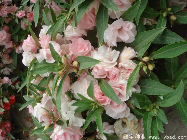 <a href='http://www.njszjj.com/caohuazhongzi/1655.html' target='_blank'>指甲花</a>種子