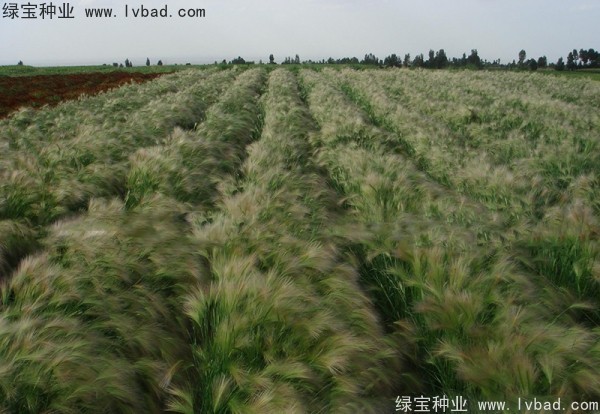 <a href='http://www.njszjj.com/caohuazhongzi/1055.html' target='_blank'>狗尾草種子</a>