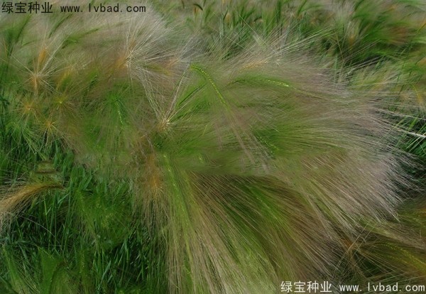 <a href='http://www.njszjj.com/caohuazhongzi/1055.html' target='_blank'>狗尾草</a><a href='http://www.njszjj.com/' target='_blank'>種子</a>