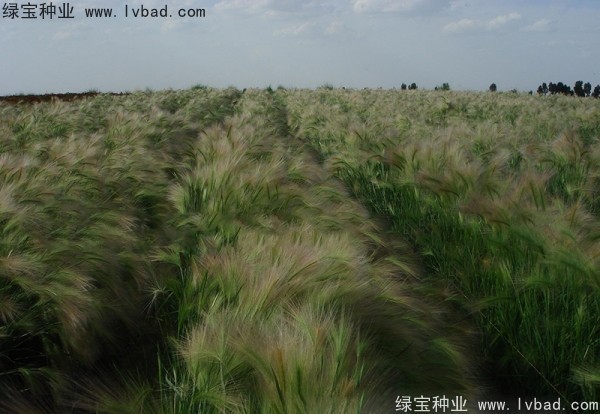 <a href='http://www.njszjj.com/caohuazhongzi/1055.html' target='_blank'>狗尾草種子</a>