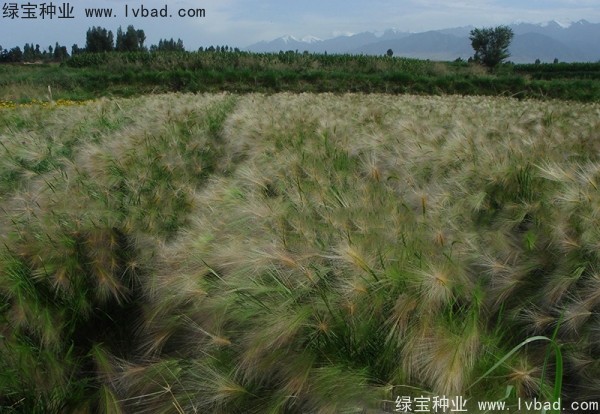 <a href='http://www.njszjj.com/caohuazhongzi/1055.html' target='_blank'>狗尾草</a><a href='http://www.njszjj.com/' target='_blank'>種子</a>