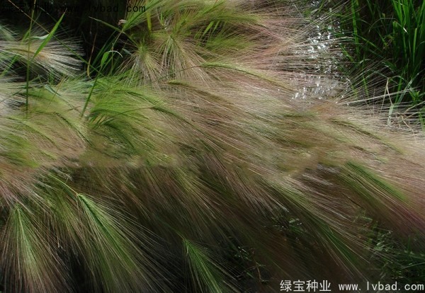 <a href='http://www.njszjj.com/caohuazhongzi/1055.html' target='_blank'>狗尾草種子</a>