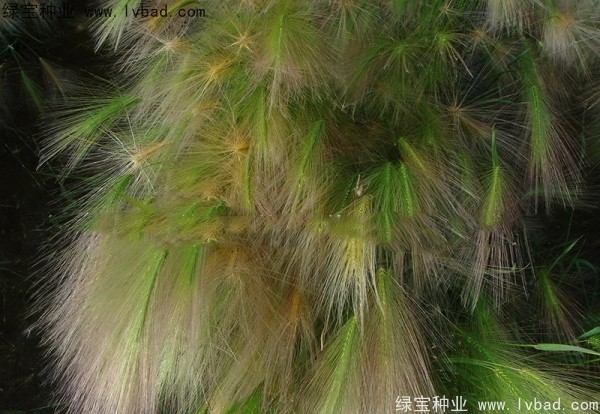 狗尾草<a href='http://www.njszjj.com/' target='_blank'>種子</a>