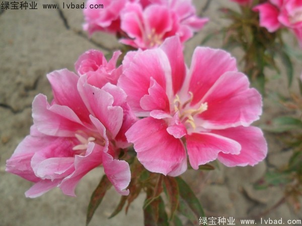 古代稀<a href='http://www.njszjj.com/' target='_blank'>種子</a>