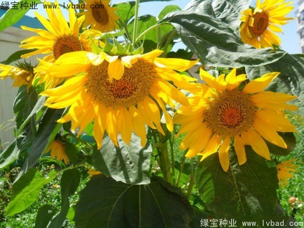 <a href='http://www.njszjj.com/caohuazhongzi/1057.html' target='_blank'>觀賞向日葵種子</a>
