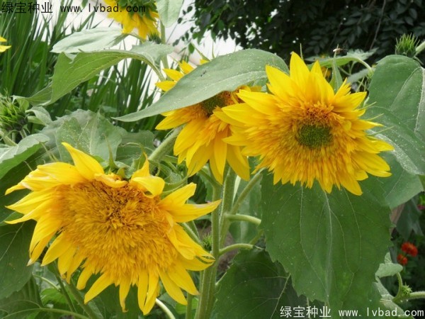 觀賞<a href='http://www.njszjj.com/caohuazhongzi/97271.html' target='_blank'>向日葵種子</a>