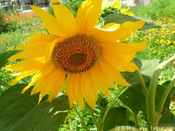 觀賞<a href='http://www.njszjj.com/caohuazhongzi/97271.html' target='_blank'>向日葵</a>種子
