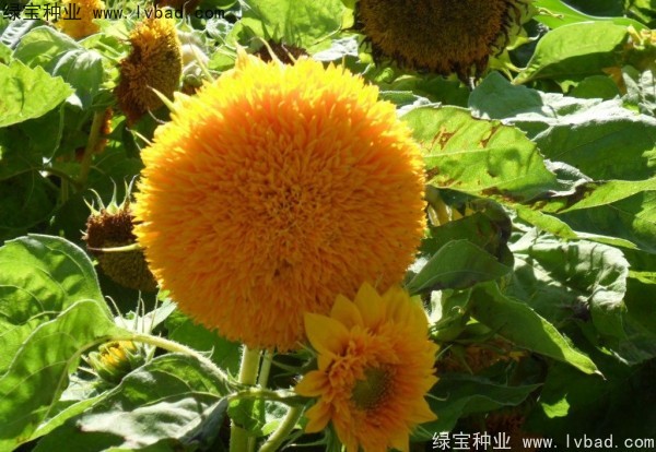 <a href='http://www.njszjj.com/caohuazhongzi/1057.html' target='_blank'>觀賞向日葵</a><a href='http://www.njszjj.com/' target='_blank'>種子</a>