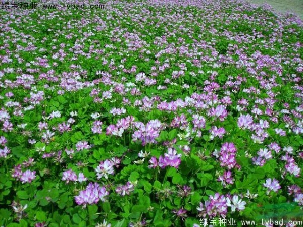 <a href='http://www.njszjj.com/caohuazhongzi/1064.html' target='_blank'>紅花酢漿草</a><a href='http://www.njszjj.com/' target='_blank'>種子</a>