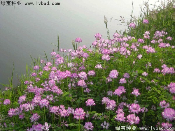<a href='http://www.njszjj.com/yaocaizhongzi/2335.html' target='_blank'>紅花</a>酢漿草<a href='http://www.njszjj.com/' target='_blank'>種子</a>