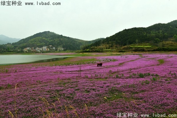 <a href='http://www.njszjj.com/caohuazhongzi/1064.html' target='_blank'>紅花酢漿草</a>種子