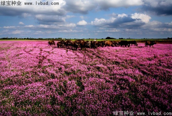 <a href='http://www.njszjj.com/yaocaizhongzi/2335.html' target='_blank'>紅花</a>酢漿草<a href='http://www.njszjj.com/' target='_blank'>種子</a>