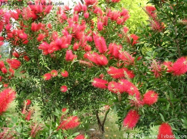 <a href='http://www.njszjj.com/caohuazhongzi/1065.html' target='_blank'>紅千層種子</a>