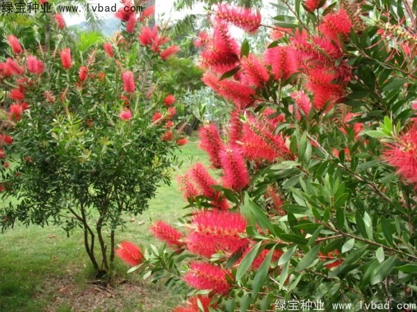 <a href='http://www.njszjj.com/caohuazhongzi/1065.html' target='_blank'>紅千層</a><a href='http://www.njszjj.com/' target='_blank'>種子</a>