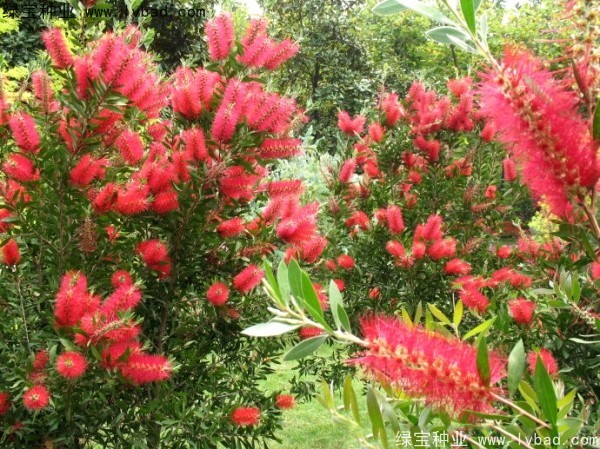 <a href='http://www.njszjj.com/caohuazhongzi/1065.html' target='_blank'>紅千層種子</a>