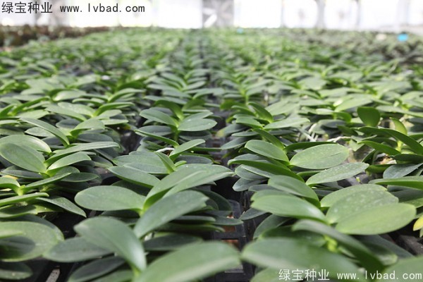 <a href='http://www.njszjj.com/caohuazhongzi/1066.html' target='_blank'>蝴蝶蘭種子</a>