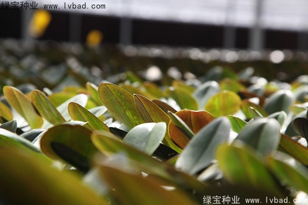 蝴蝶蘭<a href='http://www.njszjj.com/' target='_blank'>種子</a>