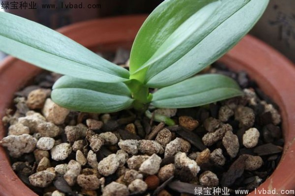 <a href='http://www.njszjj.com/caohuazhongzi/1066.html' target='_blank'>蝴蝶蘭</a><a href='http://www.njszjj.com/' target='_blank'>種子</a>