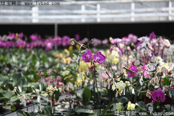 <a href='http://www.njszjj.com/caohuazhongzi/1066.html' target='_blank'>蝴蝶蘭</a><a href='http://www.njszjj.com/' target='_blank'>種子</a>