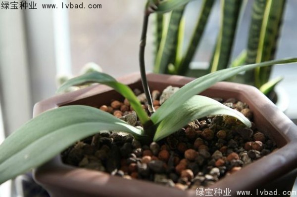<a href='http://www.njszjj.com/caohuazhongzi/1066.html' target='_blank'>蝴蝶蘭種子</a>