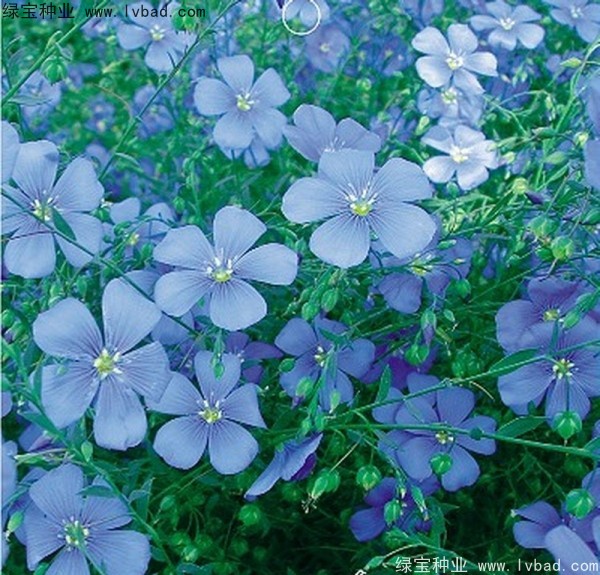 <a href='http://www.njszjj.com/caohuazhongzi/1071.html' target='_blank'>黃金亞麻種子</a>