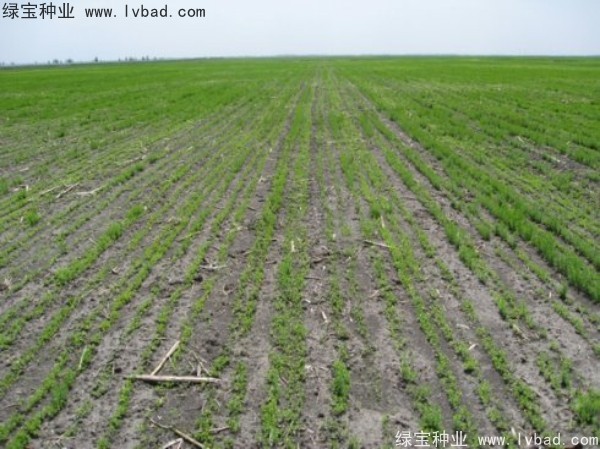 <a href='http://www.njszjj.com/caohuazhongzi/1071.html' target='_blank'>黃金亞麻種子</a>