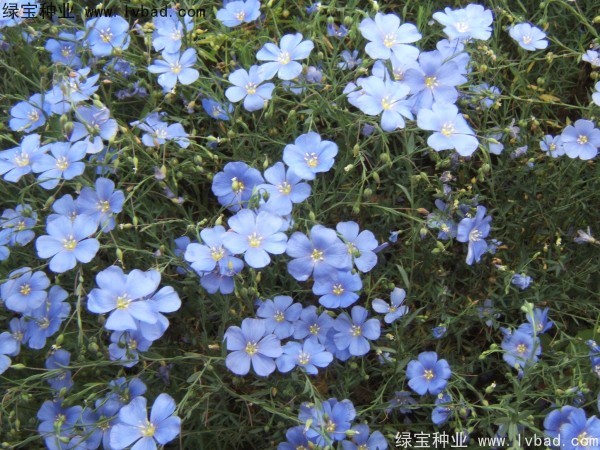 <a href='http://www.njszjj.com/caohuazhongzi/1071.html' target='_blank'>黃金亞麻</a><a href='http://www.njszjj.com/' target='_blank'>種子</a>