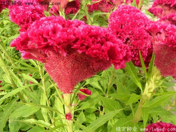 火焰<a href='http://www.njszjj.com/caohuazhongzi/1076.html' target='_blank'>雞冠花</a>