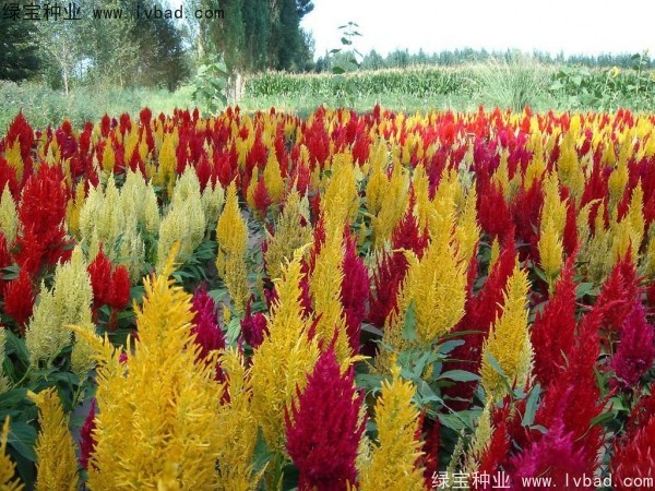 火焰<a href='http://www.njszjj.com/caohuazhongzi/1076.html' target='_blank'>雞冠花種子</a>