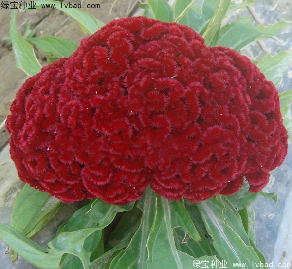 火焰<a href='http://www.njszjj.com/caohuazhongzi/1076.html' target='_blank'>雞冠花</a>