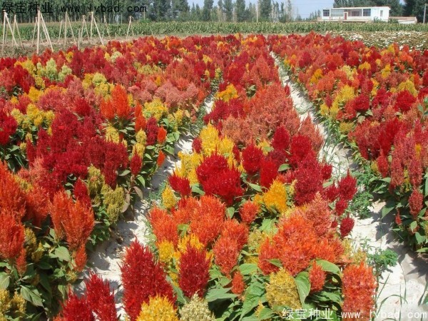 火焰雞冠花<a href='http://www.njszjj.com/' target='_blank'>種子</a>