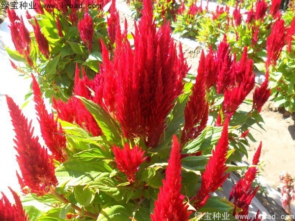 <a href='http://www.njszjj.com/caohuazhongzi/1073.html' target='_blank'>火焰雞冠花種子</a>