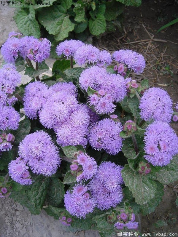 <a href='http://www.njszjj.com/caohuazhongzi/1074.html' target='_blank'>藿香薊</a>圖片