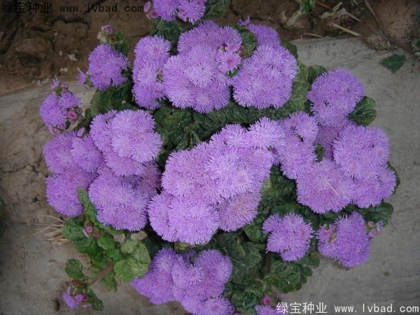 <a href='http://www.njszjj.com/yaocaizhongzi/2323.html' target='_blank'>藿香</a>薊種子