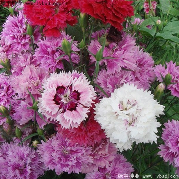 康乃馨<a href='http://www.njszjj.com/' target='_blank'>種子</a>