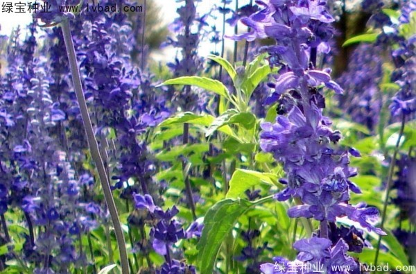 <a href='http://www.njszjj.com/caohuazhongzi/1576.html' target='_blank'>藍花鼠尾草</a>圖片