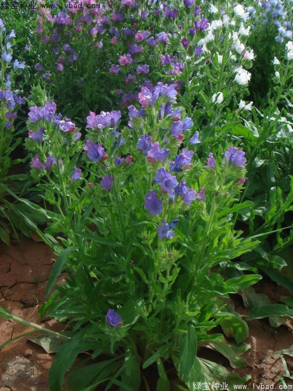藍(lán)薊<a href='http://www.njszjj.com/' target='_blank'>種子</a>