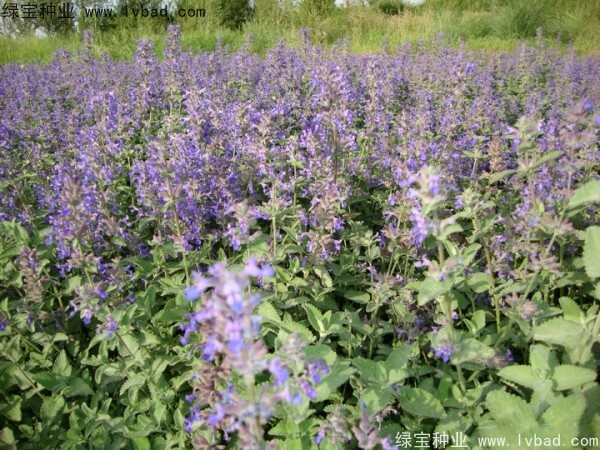 留蘭香<a href='http://www.njszjj.com/caohuazhongzi/1023.html' target='_blank'>薄荷</a><a href='http://www.njszjj.com/' target='_blank'>種子</a>