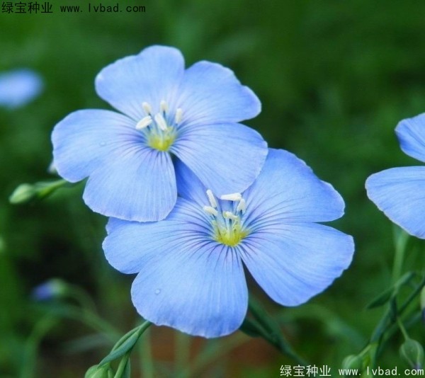 六倍利<a href='http://www.njszjj.com/' target='_blank'>種子</a>