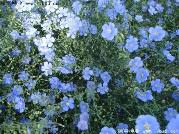 <a href='http://www.njszjj.com/caohuazhongzi/1585.html' target='_blank'>六倍利種子</a>